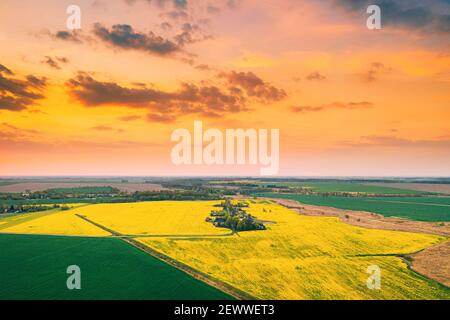 Luftaufnahme Des Feldes Mit Blühenden Canola Gelbe Blumen. Blick Von Oben Auf Blütenpflanze, Raps Wiese Gras Landschaft Bei Sonnenuntergang Sonnenaufgang. Landwirtschaft Stockfoto