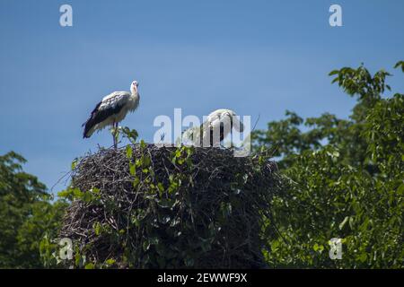 Ein Paar Störche in einem hohen Nest, füttert ihr Küken. Im Hintergrund ein vollkommen blauer Himmel und Gipfel von grünen Bäumen. Stockfoto