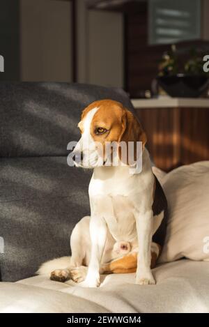 Hund ruht auf einem Sofa Beagle Hund sitzt drinnen im Hintergrund Stockfoto