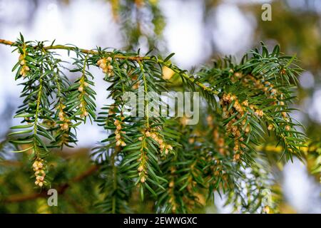 Männliche Zapfen von Taxus baccata Stockfoto