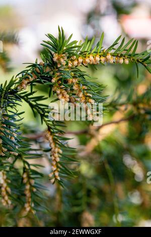 Männliche Zapfen von Taxus baccata Stockfoto