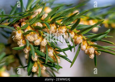 Männliche Zapfen von Taxus baccata Stockfoto