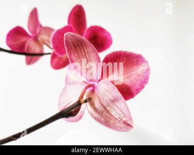 Die schönen rosa phalaenopsis Orchideen auf weißem Hintergrund Stockfoto
