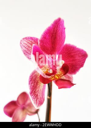 Die schönen rosa phalaenopsis Orchideen auf weißem Hintergrund Stockfoto