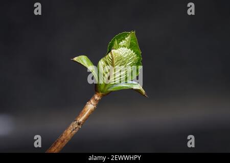 Aus einer Knospe entfaltet sich im Frühjahr ein Blatt Stockfoto