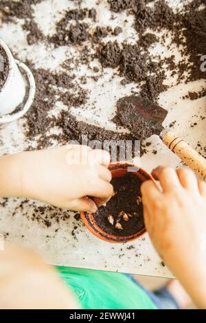 Ernte Kind Garten auf schmutzigen Tisch zu Hause Stockfoto