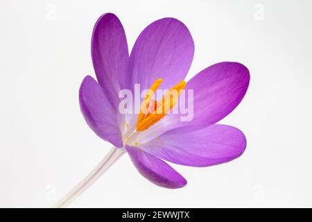 Nahaufnahme eines Crocus tommasinianus vor weißem Hintergrund Stockfoto