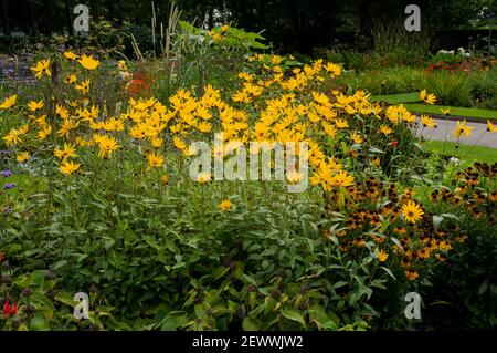 Helianthus atrorubens Monarch in einem krautigen Rand im Sommer Eine klumpenbildende mehrjährige Pflanze mit gelben Blüten ein Mitglied der Familie der Sonnenblumen Stockfoto