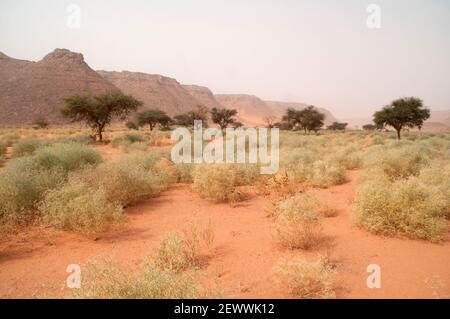 Akazien und Sträucher in der trockenen Wadi Hamra Talregion des Gilf Kebir, in der Sahara Wüste der westlichen Wüste Region des Südwestägyptens. Stockfoto