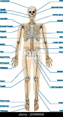 Realistisches menschliches Skelettsystem mit Aufschreibungen von Knochen-Infografiken auf Vektorgrafik mit weißem Hintergrund Stock Vektor