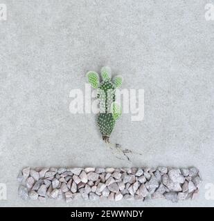 Kreatives Layout mit kleinen immergrünen Sukkulenten Kaktus opuntia über grauen Stein Hintergrund gemacht. Minimales Naturkonzept. Stockfoto