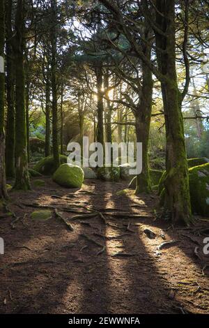 Wald im Frühjahr mit schönen hellen Sonnenstrahlen. Holz mit Felsen Stockfoto