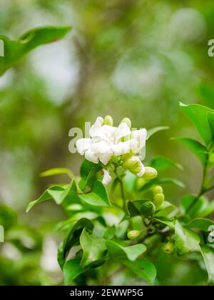 Nahaufnahme einer kleinen weißen Blume mit grünen Blättern Stockfoto