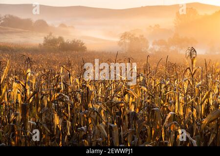 Maisfeld im Herbst ländliche Landschaft Stockfoto