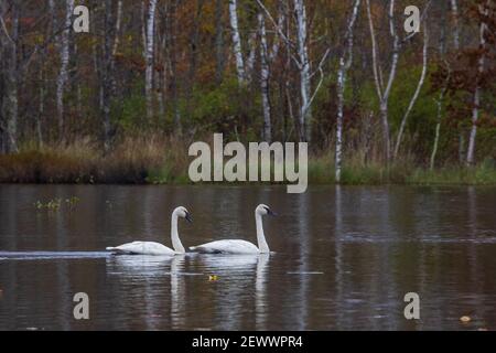 Trompetenswäne ruhen auf einem Wildnissee im Norden von Wisconsin. Stockfoto