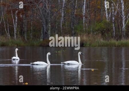 Trompetenswäne ruhen auf einem Wildnissee im Norden von Wisconsin. Stockfoto