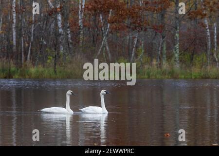 Trompetenswäne ruhen auf einem Wildnissee im Norden von Wisconsin. Stockfoto