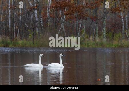 Trompetenswäne ruhen auf einem Wildnissee im Norden von Wisconsin. Stockfoto