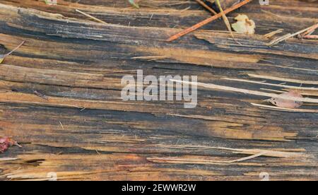 Nasse Baumrinde Textur, abstrakte Form von nassem Holz Stockfoto