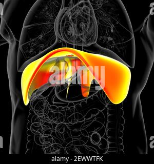 Membran menschliche Atemwege Anatomie für medizinisches Konzept 3D Illustration Stockfoto
