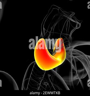 Schilddrüse Anatomie für Medical Concept 3D Illustration Stockfoto