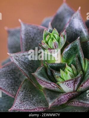 Eine vertikale Aufnahme eines getopften Echeveria elegans in einem Garten Stockfoto