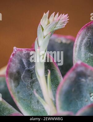 Eine vertikale Aufnahme eines getopften Echeveria elegans in einem Garten Stockfoto