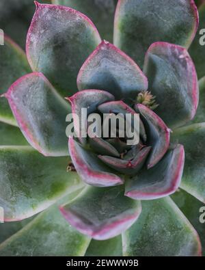 Ein Blick von oben auf eine getopfte Echeveria elegans in einem Garten Stockfoto