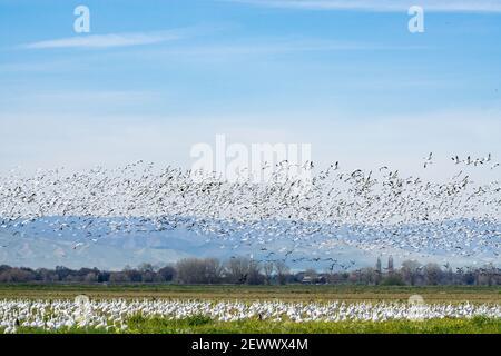 Schnee und ein paar Aleuten-Gänse fliegen an Das San Joaquin National Wildlife Refuge im Central Valley Von Kalifornien USA 2. Dezember 2020 Stockfoto