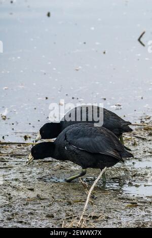 Ein Paar gewöhnlicher Koots (Fulica atra) Beweidung im Merced National Wildlife Refuge im Zentrum Tal von Kalifornien Stockfoto