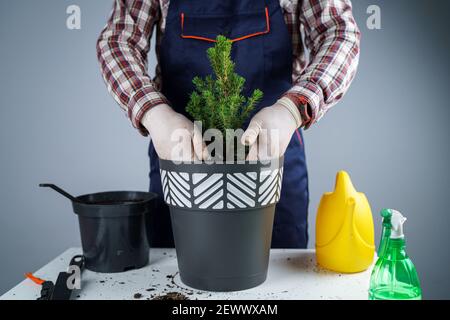 Umpflanzen von Zimmerpflanzen. Gartenarbeit für zu Hause. Pflanzenpflege. Der Mensch transplantiert Fichtenpflanzen vom alten in den neuen Topf. Beschnittene Ansicht des männlichen Gärtners Stockfoto