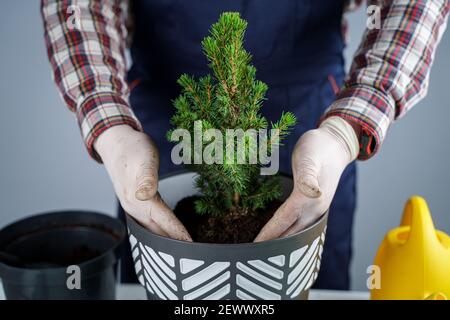 Hände des männlichen Gärtners transplantieren kleine Tanne in neuen Topf im Studio auf grauem Hintergrund. Gartenarbeit und Pflege von heimischen Pflanzen. Umpflanzen Stockfoto