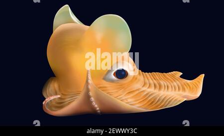 Dumbo Octopus (Grimpoteuthis) Octopus mit einer prominenten ohrenartigen Flosse. Gelber Oktopus in der Tiefsee mit realistischen Details. メンダコ Stockfoto
