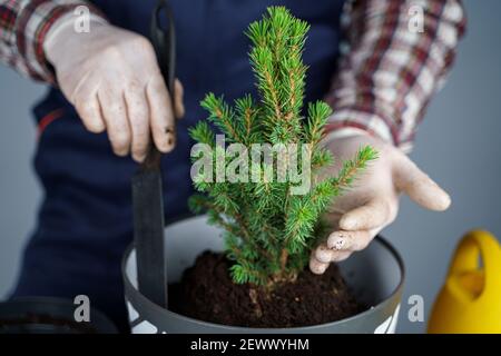 Umpflanzen von Zimmerpflanzen. Gartenarbeit für zu Hause. Pflanzenpflege. Der Mensch transplantiert Fichtenpflanzen vom alten in den neuen Topf. Beschnittene Ansicht des männlichen Gärtners Stockfoto