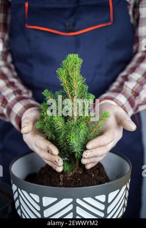 Hände des männlichen Gärtners transplantieren kleine Tanne in neuen Topf im Studio auf grauem Hintergrund. Gartenarbeit und Pflege von heimischen Pflanzen. Umpflanzen Stockfoto