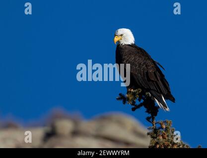Weißkopfseeadler in freier Wildbahn im Eleven Mile Canyon Colorado Stockfoto