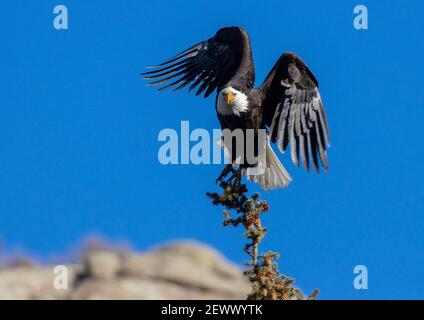 Weißkopfseeadler in freier Wildbahn im Eleven Mile Canyon Colorado Stockfoto