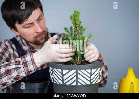 Hände des männlichen Gärtners transplantieren kleine Tanne in neuen Topf im Studio auf grauem Hintergrund. Gartenarbeit und Pflege von heimischen Pflanzen. Umpflanzen Stockfoto