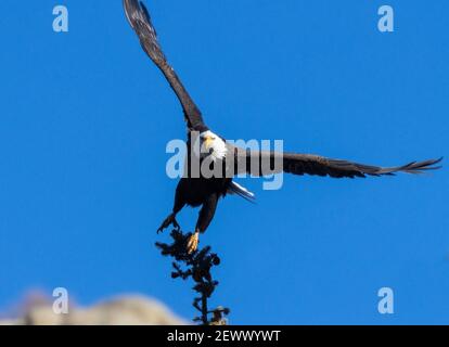 Weißkopfseeadler in freier Wildbahn im Eleven Mile Canyon Colorado Stockfoto
