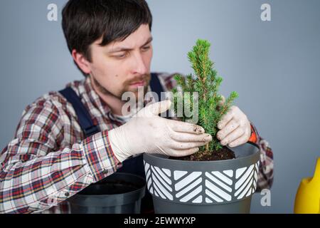 Umpflanzen von Zimmerpflanzen. Gartenarbeit für zu Hause. Pflanzenpflege. Der Mensch transplantiert Fichtenpflanzen vom alten in den neuen Topf. Beschnittene Ansicht des männlichen Gärtners Stockfoto