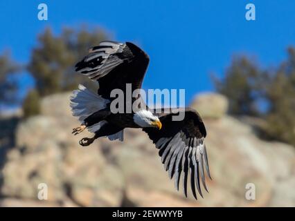 Weißkopfseeadler in freier Wildbahn im Eleven Mile Canyon Colorado Stockfoto