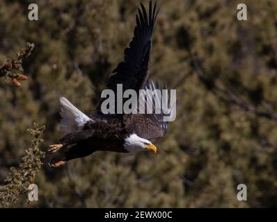 Weißkopfseeadler in freier Wildbahn im Eleven Mile Canyon Colorado Stockfoto