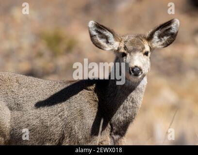 Herde von Mule Deer in Eleven Mile Canyon Nahrungssuche in der Nähe Der South Platte River Stockfoto