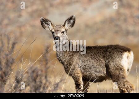 Herde von Mule Deer in Eleven Mile Canyon Nahrungssuche in der Nähe Der South Platte River Stockfoto