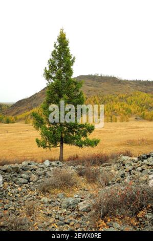 In der Mitte der Steppe wächst eine hohe Kiefer, die durch den Steindamm stanzt. Altai, Sibirien, Russland. Stockfoto