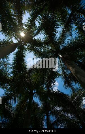 Silhouetten von Wedeln gegen den Himmel der Florida Royal Palmen im Miami-Dade County Redland Fruit and Spice Park. Stockfoto