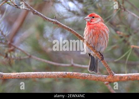 Hausfink sitzt auf einem Tannenzweig im Winter, Quebec, Kanada Stockfoto