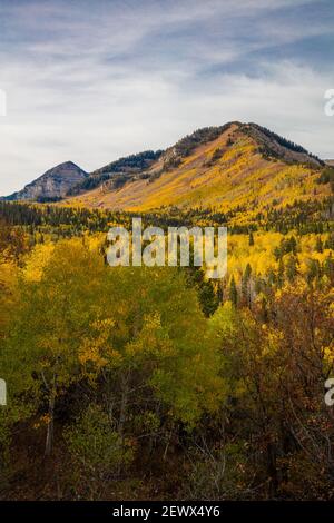 Herbstfarbe im Morgenlicht, Mount Timpanogos, Wasatch Mountains, Utah Stockfoto