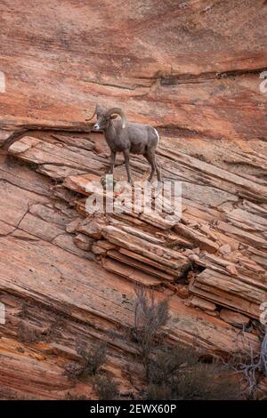 Dickhornschafe, Zion National Park, Utah Stockfoto