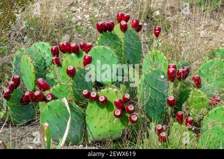 Ein sonniger Herbsttag ist ein Vorderblick. Stockfoto